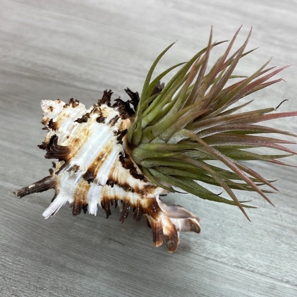 🔆LARGE AIR PLANT BUDDY🔆 WITH REAL SEA SHELL HANDMADE AND UNIQUE - Picture 12 of 12